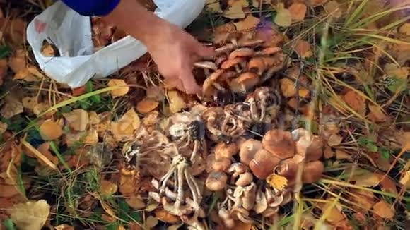 手中的蘑菇在树林里收集了很多野生动物视频的预览图