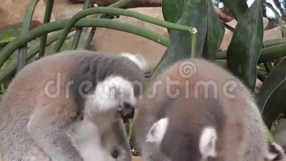 环尾狐猴lemurcatta视频的预览图