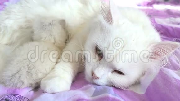 小猫白食小猫睡在床上母子视频的预览图