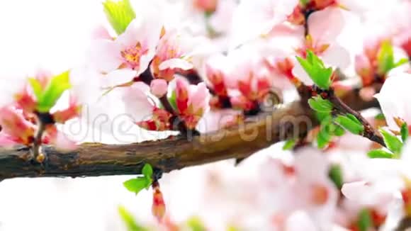 粉红色的樱桃花视频的预览图