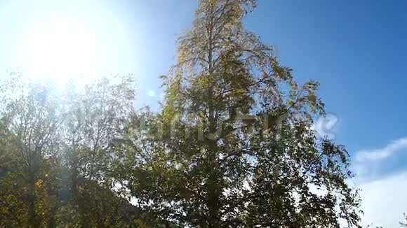 秋天黄叶的桦树摇动风阳光照耀视频的预览图