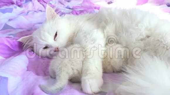 猫白喂养的小猫躺在照顾和爱的床上视频的预览图