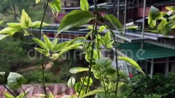 马来西亚槟榔山上悬挂的小植物视频的预览图
