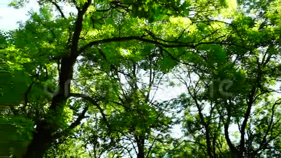 森林树木背景绿色自然景观八月旋转声音视频的预览图