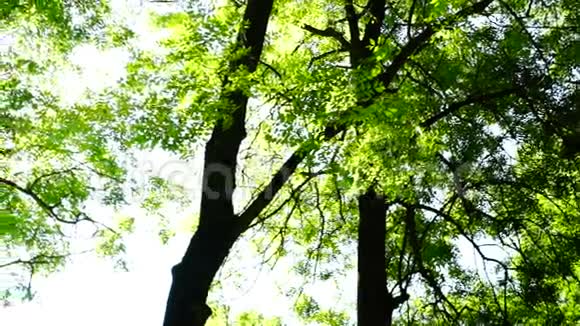 森林树木背景绿色自然景观八月旋转声音视频的预览图