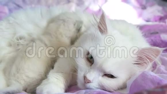 白猫喂小猫睡在床上母子视频的预览图