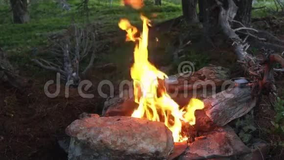 森林里燃烧着篝火视频的预览图
