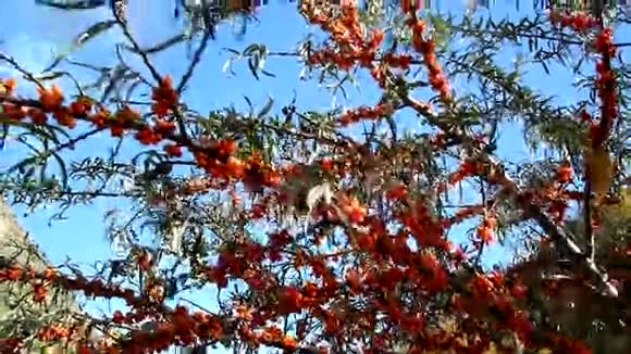 沙棘浆果在树枝上成熟视频的预览图