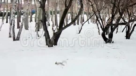 松鼠穿过冬天的草地在里面视频的预览图