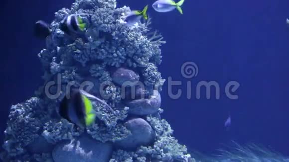 珊瑚中的热带小鱼视频的预览图