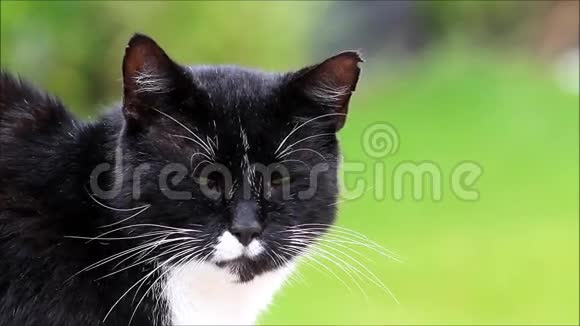 公猫黑白相间的样子视频的预览图