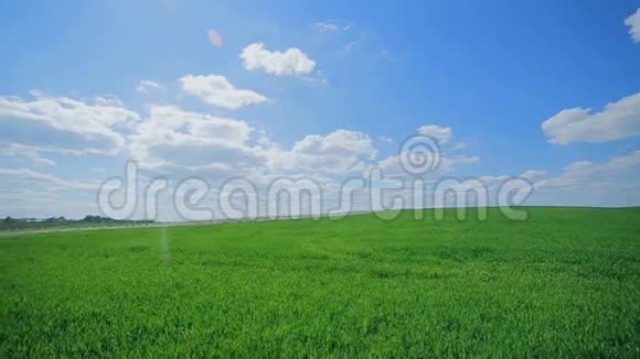 天空和绿色草本植物的夏季景观视频的预览图