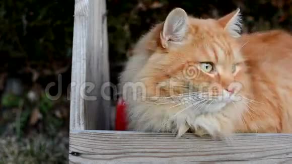 花园里的一只好奇的姜猫视频的预览图