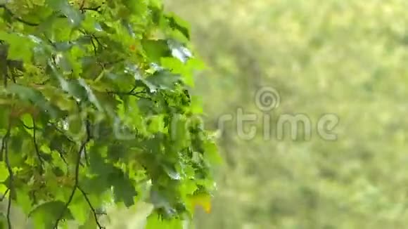 针叶树和落叶树视频的预览图