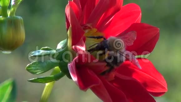 夏末大黄蜂是一种的红大丽花采蜜者视频的预览图