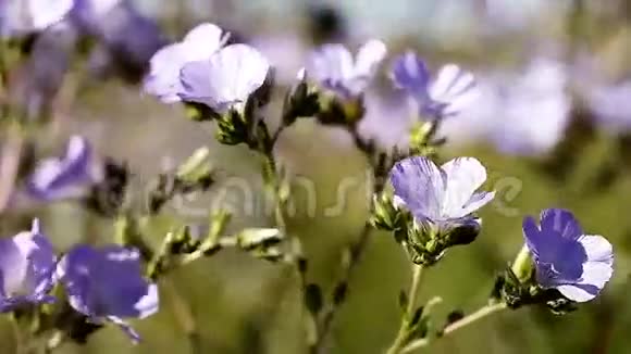 美丽的紫色和白色野花视频的预览图
