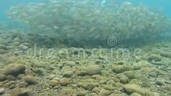红海的沙丁鱼学校视频的预览图