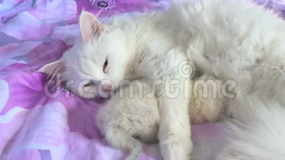 猫白喂养的小猫躺在照顾和床上爱视频的预览图