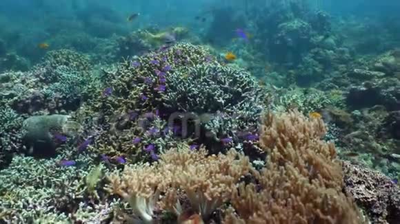珊瑚礁的水下世界海洋中的热带鱼视频的预览图