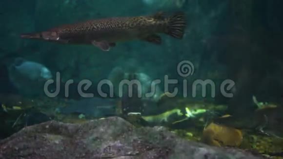 亚马逊水下生物区视频的预览图