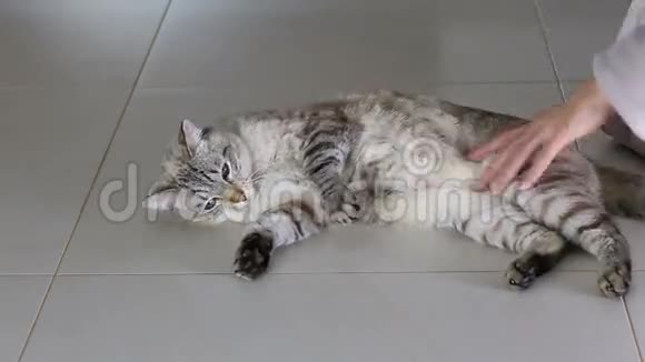 女性手是一个有趣的游戏与美丽的泰国猫视频的预览图