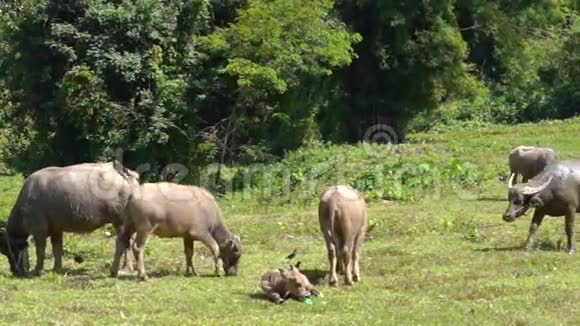 泰国东南亚农村农场水牛视频的预览图