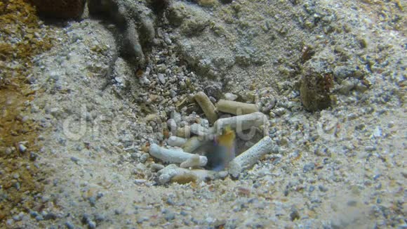 一条鱼在沙洞里挖洞造家视频的预览图