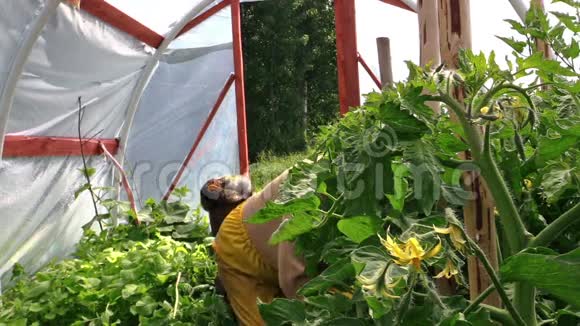 高级妇女在温室中除草番茄幼苗暑期工作视频的预览图