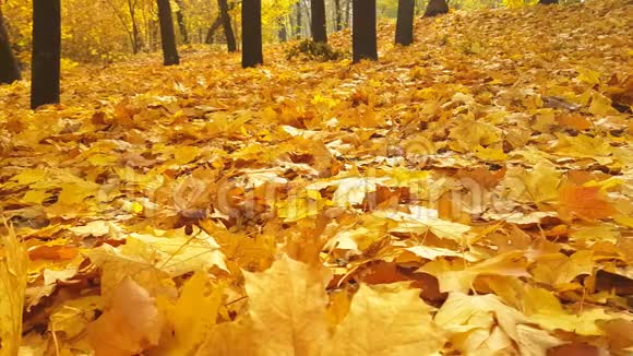 秋天公园落叶公园大自然十一月树叶视频的预览图