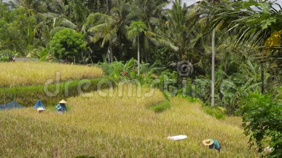 农民以传统的方式收集大米印度尼西亚巴厘视频的预览图