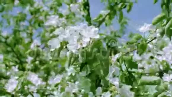 枝繁叶茂的苹果树视频的预览图