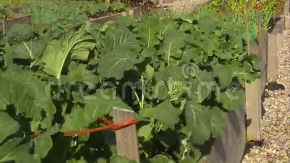 绿叶蔬菜视频的预览图