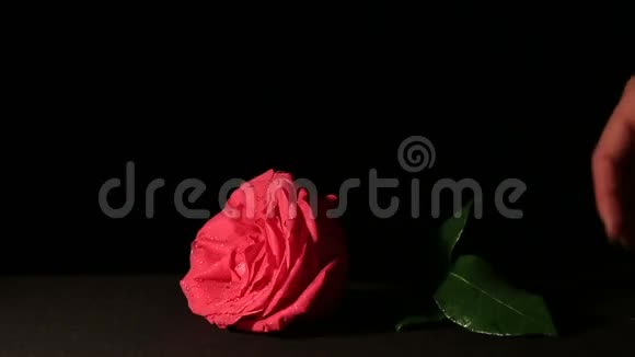 新鲜的粉红色玫瑰和干燥在美丽和视频的预览图