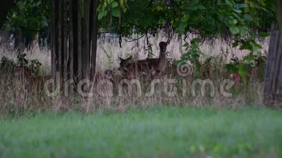一群鹿和伪装者东方猫科动物是野生绵羊的亚种群鹿鹿视频的预览图