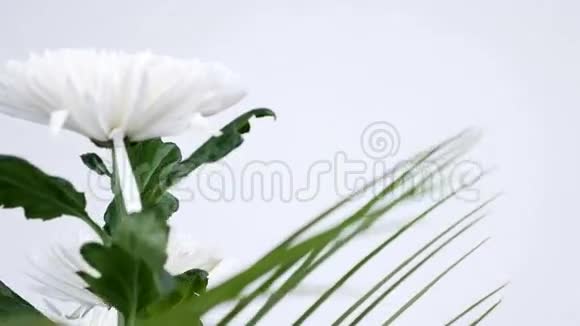 特写花花束白色背景上的旋转花的组成由兰盘菊花组成视频的预览图