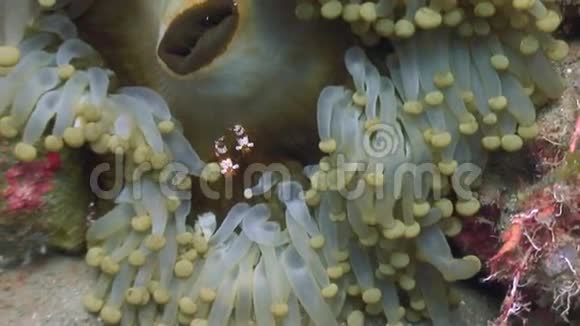 菲律宾干净清澈的海水中沙底上的海葵视频的预览图
