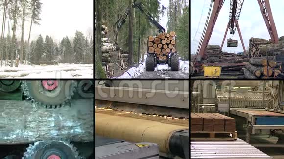 在森林里砍伐的树拼板制作视频剪辑拼贴视频的预览图
