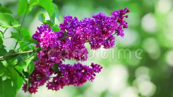 紫丁香花序近景视频的预览图