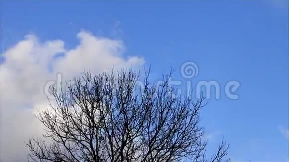 冬季景观霜冻中的树木视频的预览图