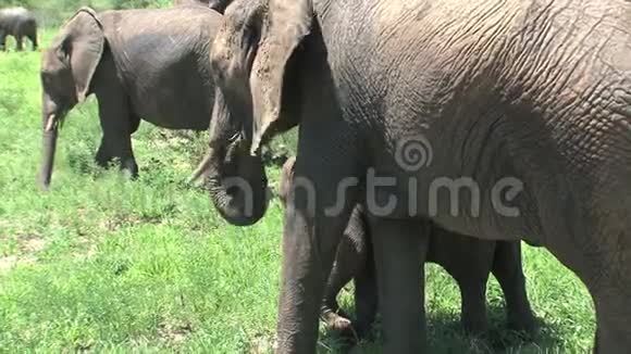 非洲象犊与牧群在草原上放牧视频的预览图