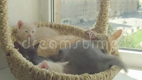 可爱的小猫和母猫视频的预览图