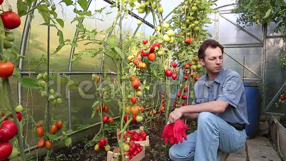 视频工作者收获红色西红柿视频的预览图