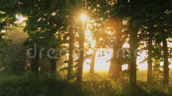 在第一次阳光照射下森林里朦胧的黎明视频的预览图