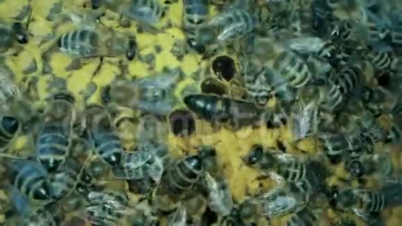 蜂房里忙碌的蜜蜂用开放和密封的细胞来获取甜蜜的蜂蜜视频的预览图