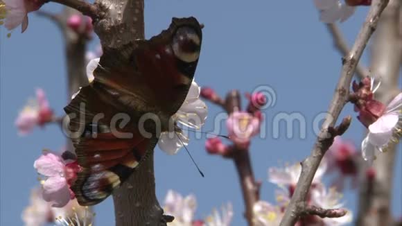 彩蝶是杏花的乳花蜜视频的预览图