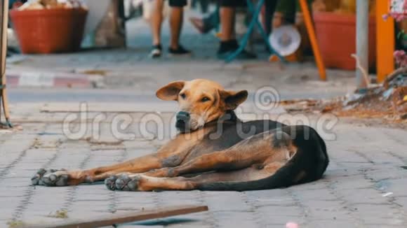 无家可归的棕黑狗躺在泰国街头视频的预览图