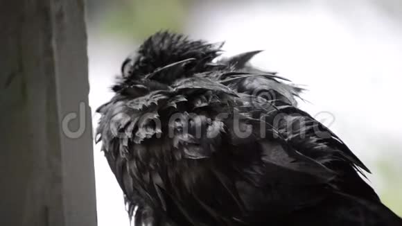 雨中湿鸽子坐在窗台上视频的预览图