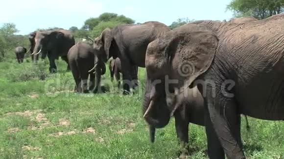 非洲象犊与牧群在草原上放牧视频的预览图