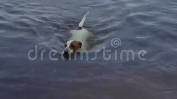 狗游到镜头前然后跑开视频的预览图