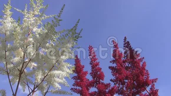 红白相间的花映衬着蓝天视频的预览图